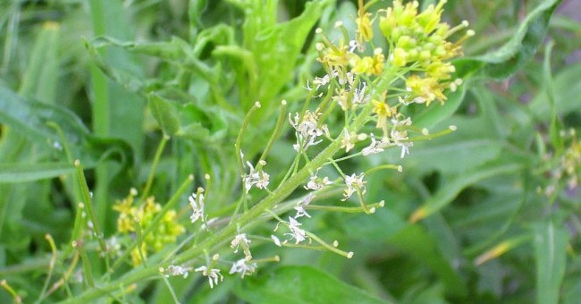 Sisymbrium irio